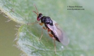 Eulophidae: Euplectrus sp. 2
