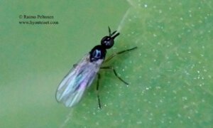 Euthyneura myrtilli