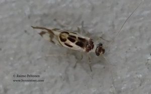 Graphopsocus cruciatus 1
