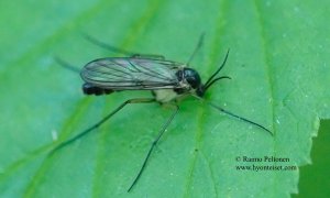 Grzegorzekia collaris 1