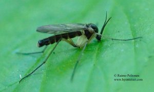 Grzegorzekia collaris 2