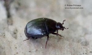 Histeridae sp.