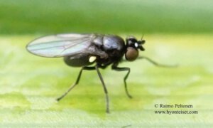 Hydrellia albilabris 2