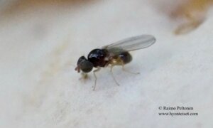 Leiomyza sp. 2
