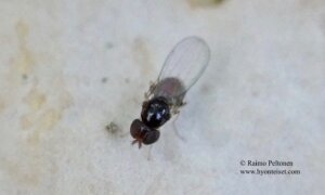 Leiomyza sp. 1