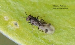 Eulophidae: Mestocharis bimacularis