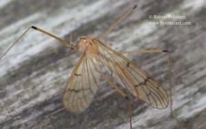 Metalimnobia bifasciata 2