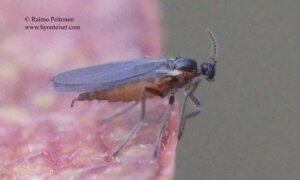 Micromyini sp. 2
