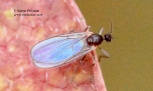 Micromyini sp. 1