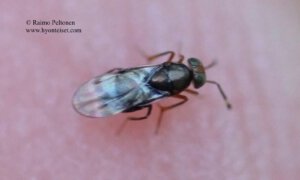 Encyrtidae: Microterys sp. 3