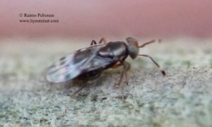 Encyrtidae: Microterys sp. 4