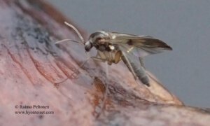 Mycetophila/Zygomyia sp.