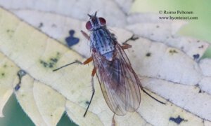Mycophaga testacea 1