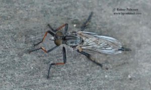 Neoitamus cyanurus 1
