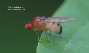 Drosophila histrio 2
