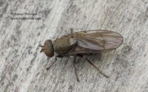 Notiphila cf. riparia 1