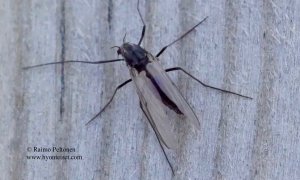 Orthocladiinae sp. 3