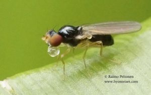 Paranthomyza nitida 2