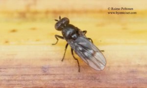 Parydra fossarum