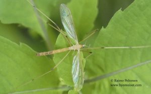 Pedicia straminea 2