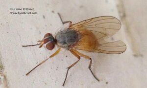 Pegomya cf. caesia 1