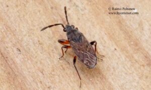 Peritrechus angusticollis 2