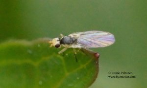 Phytomyza flavicornis 1