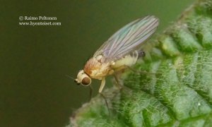 Phytomyza ranunculi 2