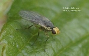 Phytomyza rufipes 2