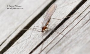 Porricondylinae sp. 2