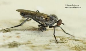 Rhamphomyia crassirostris 2