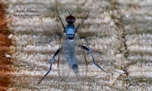Rhamphomyia pilifer 1