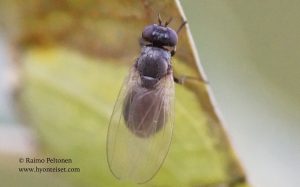 Sapromyza hyalinata 1