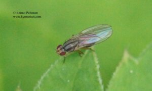 Scaptomyza pallida 1