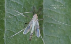 Stenochironomus gibbus 3