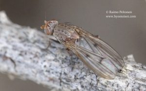 Suillia flavifrons 1