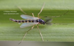 Synendotendipes cf. dispar