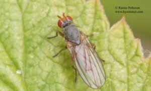 Tephrochlamys rufiventris 1
