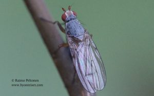 Tephrochlamys flavipes 1