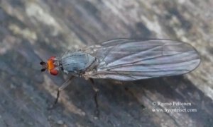 Orbellia sp. 1