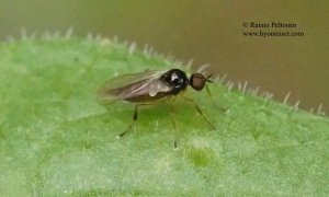 Trichina sp. 2