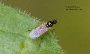 Trichina sp. 1