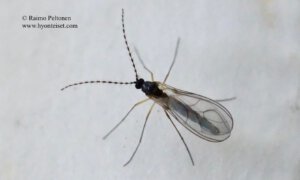 Zygoneura sp. 2
